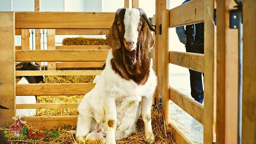 Livestock Raising Skills 