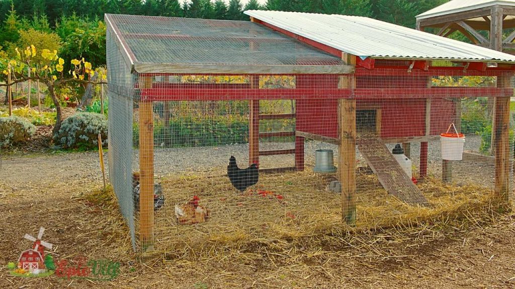 Chicken Coop
