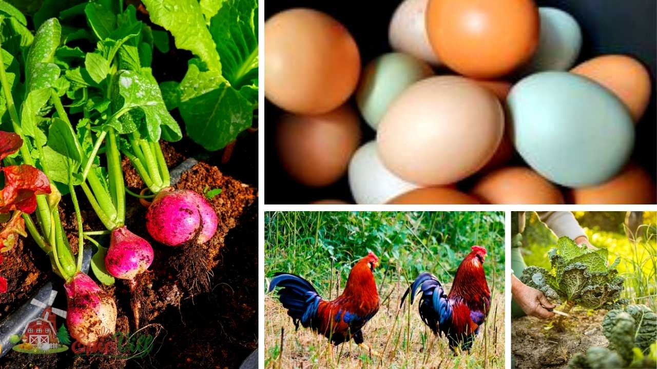 How Much Food Can You Grow In One Acre? Epic Vill