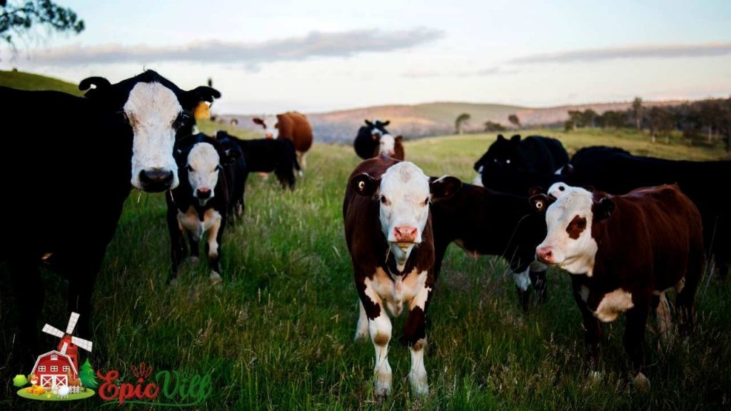 How Many Cows On 10 Acres?