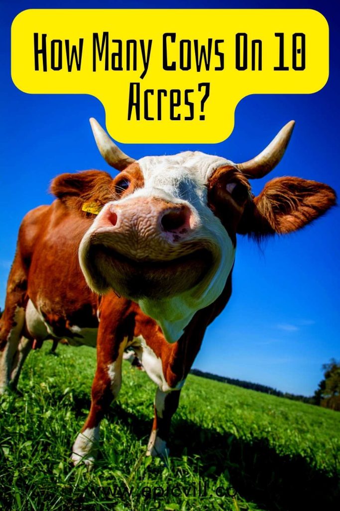 How Many Cows On 10 Acres? pin